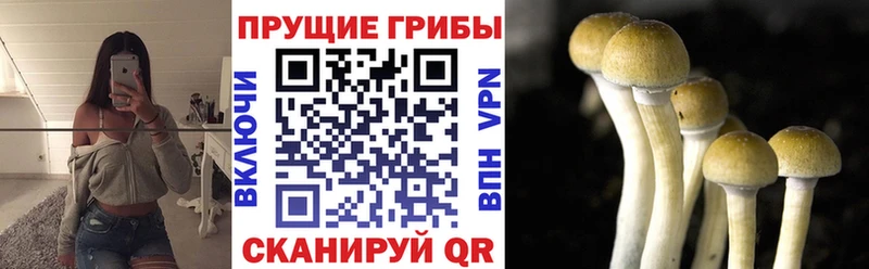 Псилоцибиновые грибы Psilocybine cubensis  хочу наркоту  гидра tor  Барабинск 