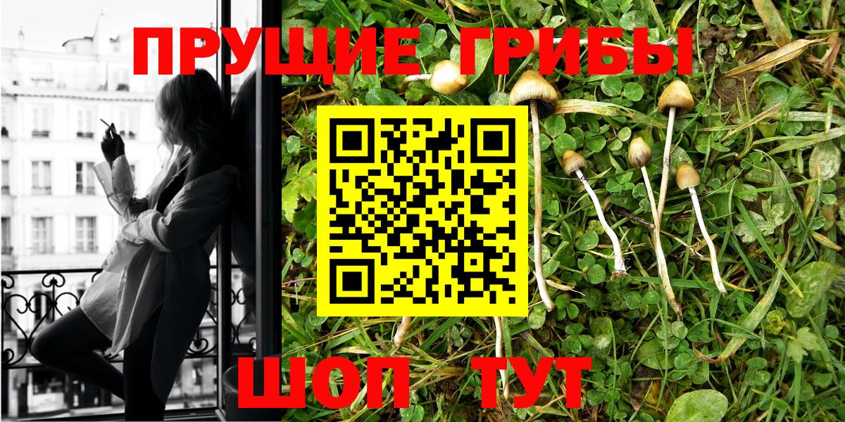 Псилоцибиновые грибы Psilocybine cubensis  Барабинск 