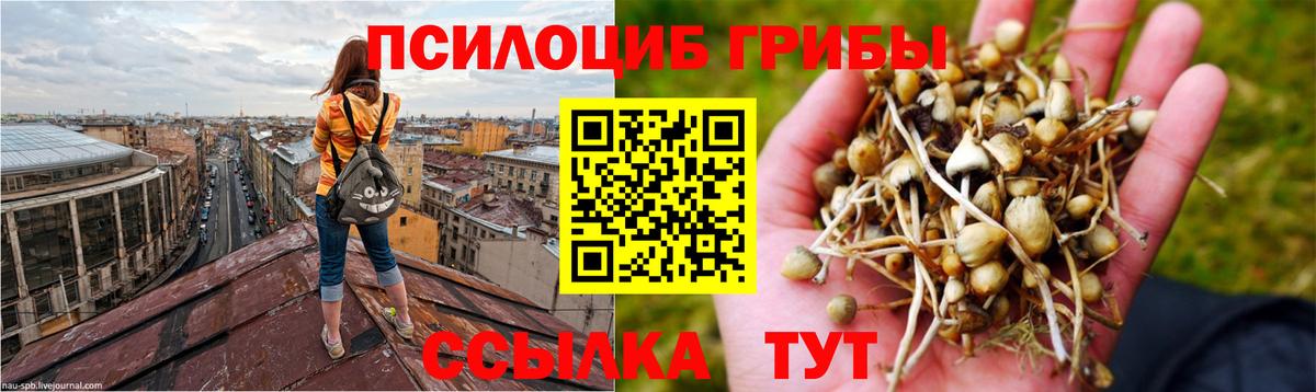 Псилоцибиновые грибы Cubensis Барабинск